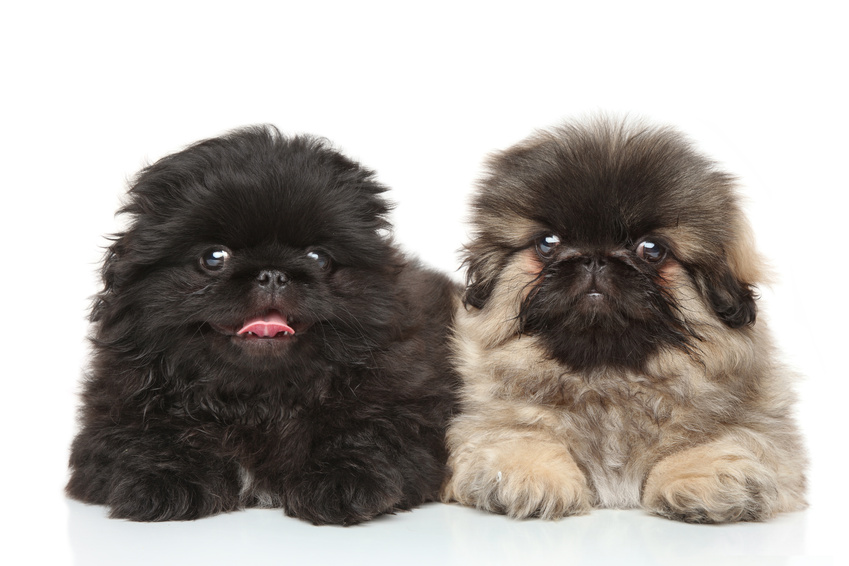 Pekinese puppies posing in studio